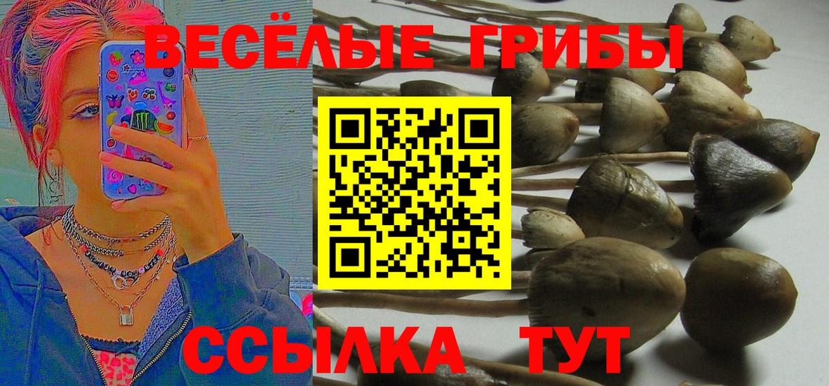 Псилоцибиновые грибы прущие грибы  Псилоцибиновые грибы Cubensis  Кстово  Вход с VPN 